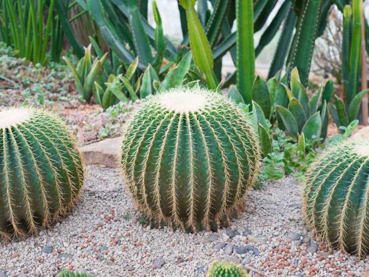 You are currently viewing Traitement de la pourriture pythienne des racines – Identification de la pourriture pythienne dans le cactus en fût