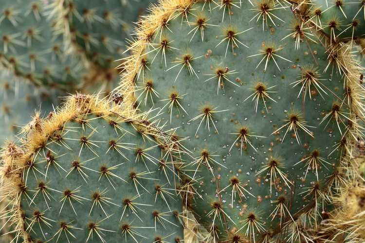 You are currently viewing Variétés bleues de cactus : pourquoi certains cactus sont-ils bleus