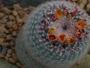 Lire la suite à propos de l’article Entretien du cactus boule de neige – Comment faire pousser un cactus boule de neige Mammillaria