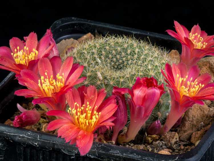 Lire la suite à propos de l’article Qu'est-ce qu'un cactus boule de neige orange – Conseils pour faire pousser des boules de neige orange