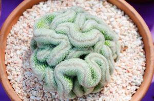 Lire la suite à propos de l’article Qu'est-ce que Brain Cactus : informations et soins sur Cristata