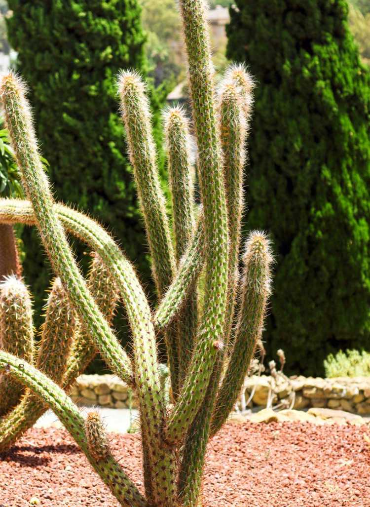 You are currently viewing Que sont les cactus Cleistocactus – Conseils d'entretien des cactus Cleistocactus