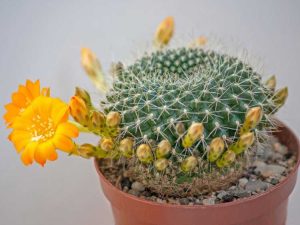 Lire la suite à propos de l’article Informations sur Crown Cactus – En savoir plus sur Rebutia Crown Cactus