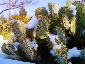 Lire la suite à propos de l’article Cactus résistants au froid : types de cactus pour les climats froids