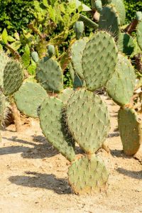 Lire la suite à propos de l’article Bonnes plantes pour les zones sèches : caractéristiques de stockage d'eau des plantes du désert