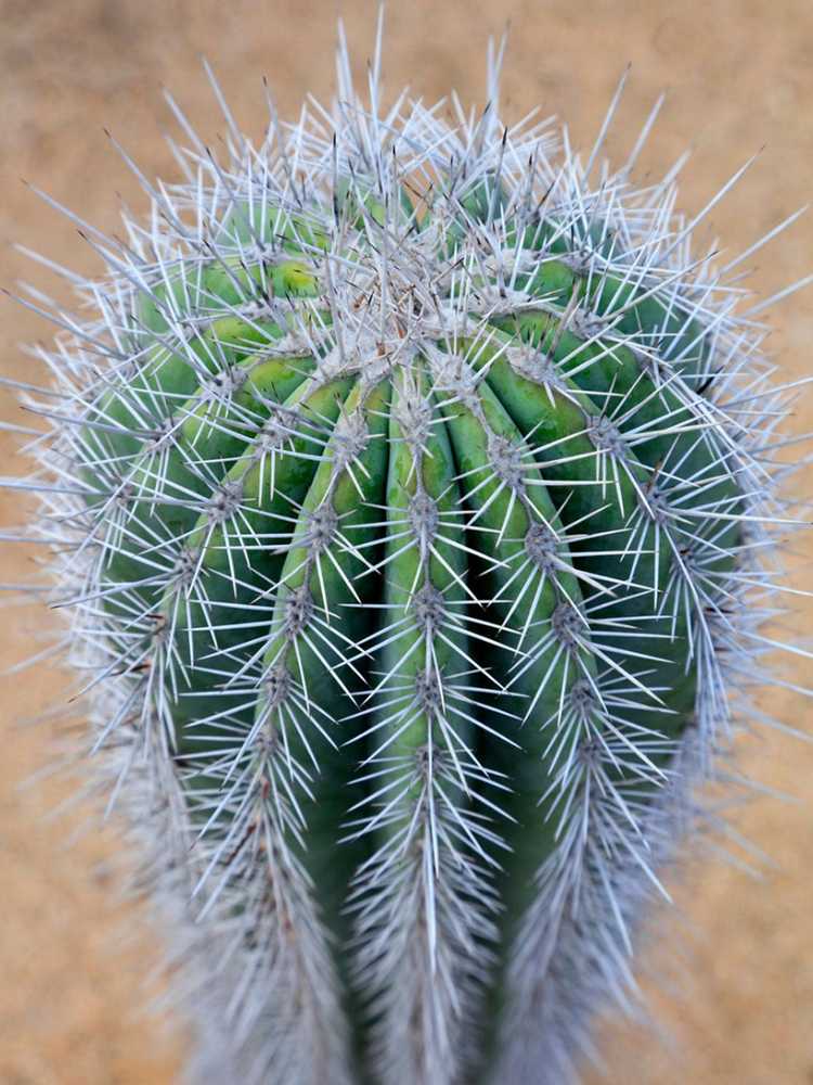 You are currently viewing Pachycereus Elephant Cactus Info: Conseils pour cultiver des cactus éléphants à la maison