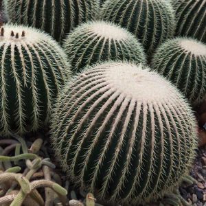 Lire la suite à propos de l’article Informations sur la plante Ferocactus – Cultiver différents types de cactus en baril