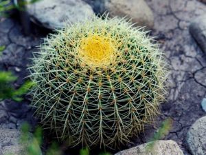 Lire la suite à propos de l’article Prendre soin du cactus en baril dans le jardin – Comment faire pousser des cactus en baril