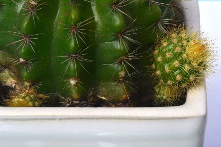 You are currently viewing Propagation des cactus en baril – Comment propager des cactus en baril à partir de chiots