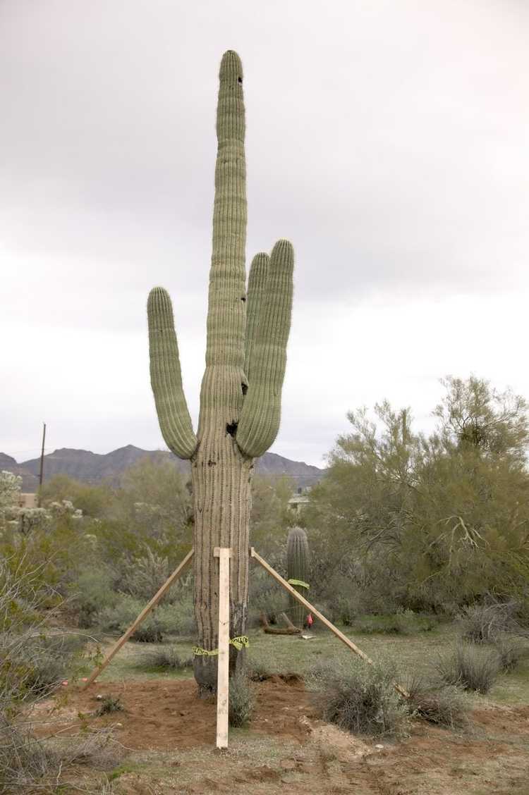 Lire la suite à propos de l’article Déplacer une plante de cactus : comment transplanter un cactus dans le jardin