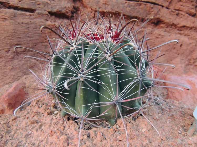 Lire la suite à propos de l’article Barrel Cactus Care – Apprenez à cultiver un cactus en fût d'Arizona