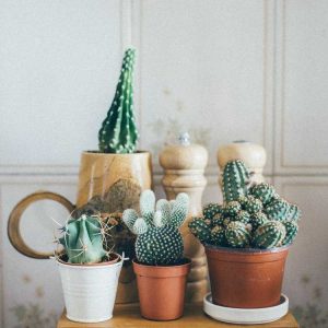 Lire la suite à propos de l’article Besoins en engrais pour plantes succulentes – Conseils pour fertiliser les cactus et les plantes succulentes