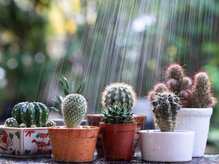 You are currently viewing Comment protéger les plantes succulentes et les cactus de la pluie