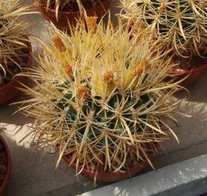 Lire la suite à propos de l’article Informations sur Ferocactus Chrysacanthus : Comment faire pousser des cactus Ferocactus Chrysacanthus