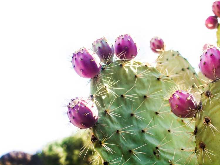 You are currently viewing Tache du figuier de Barbarie : traitement contre le champignon Phyllosticta chez les cactus