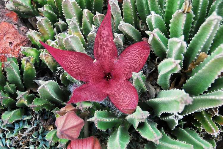 You are currently viewing Cactus à fleurs d'étoile de mer : conseils pour faire pousser des fleurs d'étoile de mer à l'intérieur