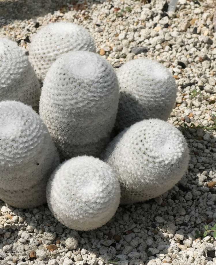 You are currently viewing Mammillaria Powder Puffs : Cultiver un cactus en poudre