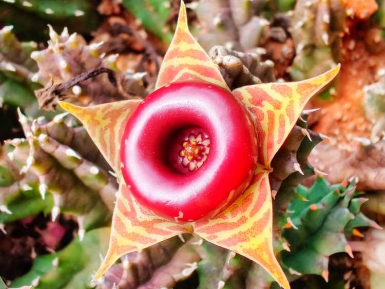 You are currently viewing Huernia Cactus Care: Comment faire pousser un cactus sauveur