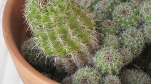 Lire la suite à propos de l’article Est-ce que j'arrose trop mon cactus : symptômes d'un arrosage excessif chez le cactus