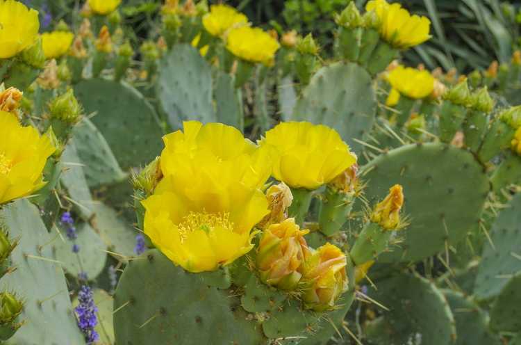 You are currently viewing Variétés de cactus Opuntia : Quels sont les différents types de cactus Opuntia