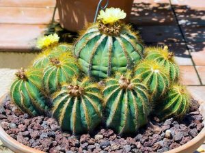 Lire la suite à propos de l’article Informations sur Parodia Cactus : En savoir plus sur les plantes de cactus Parodia Ball