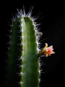 Lire la suite à propos de l’article Informations sur les cactus pommiers péruviens – En savoir plus sur les soins des cactus péruviens