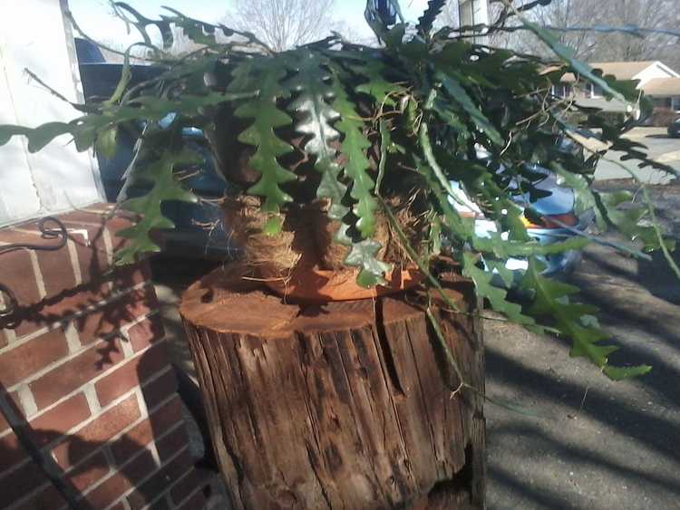 You are currently viewing Fishbone Cactus Care – Comment cultiver et entretenir une plante d'intérieur de cactus Ric Rac