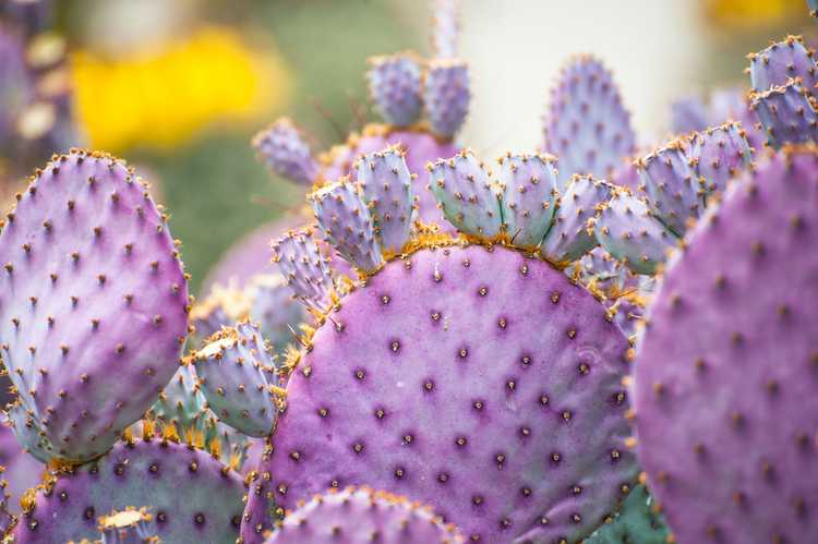 You are currently viewing Cultiver des cactus violets – Découvrez les cactus populaires violets