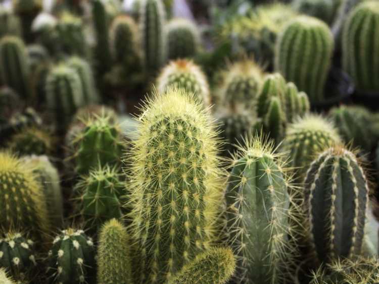 You are currently viewing Contrôle des nématodes à galles : conseils pour gérer les nématodes chez les cactus