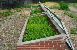 Lire la suite à propos de l’article Conserver les plantes dans un cadre froid – Utiliser des cadres froids pour les plantes hivernantes