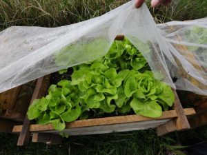 Lire la suite à propos de l’article Comment fabriquer un cadre froid bon marché pour prolonger la saison