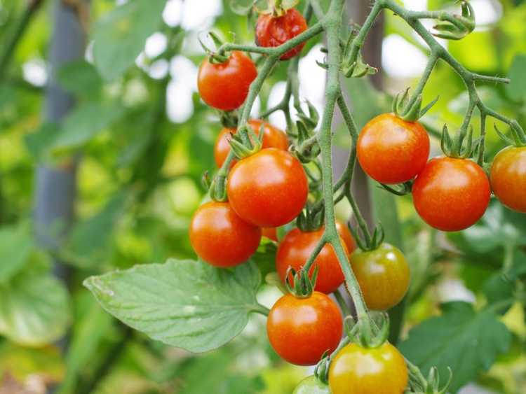 Lire la suite à propos de l’article Les tomates cerises ont-elles besoin de cages ?