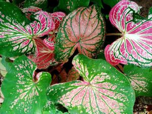 Lire la suite à propos de l’article Conseils pour cultiver des caladiums à feuilles fantaisie