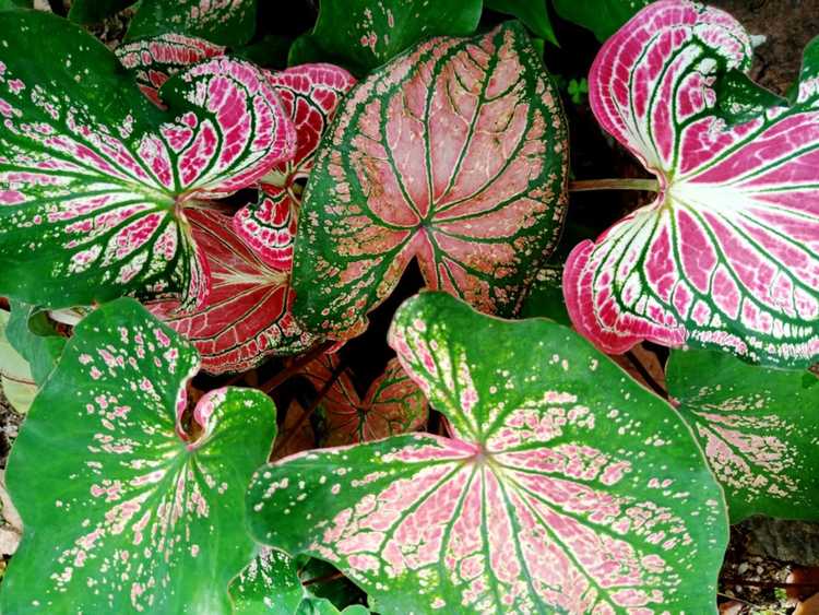 You are currently viewing Conseils pour cultiver des caladiums à feuilles fantaisie