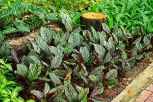 Lire la suite à propos de l’article Soins de Calathea dans les jardins: conseils pour cultiver des plantes de Calathea à l'extérieur