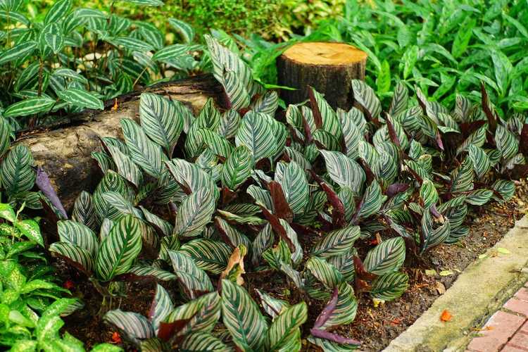 You are currently viewing Soins de Calathea dans les jardins: conseils pour cultiver des plantes de Calathea à l'extérieur