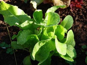 Lire la suite à propos de l’article Laitue batave Anuenue: Comment faire pousser des plants de laitue Anuenue