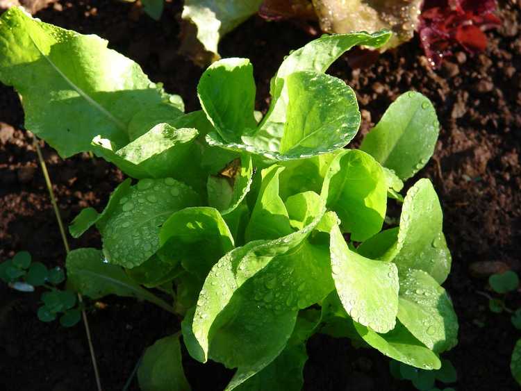 You are currently viewing Laitue batave Anuenue: Comment faire pousser des plants de laitue Anuenue