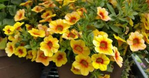 Lire la suite à propos de l’article Soins d'hiver de Calibrachoa : pouvez-vous hiverner Calibrachoa Million Bells