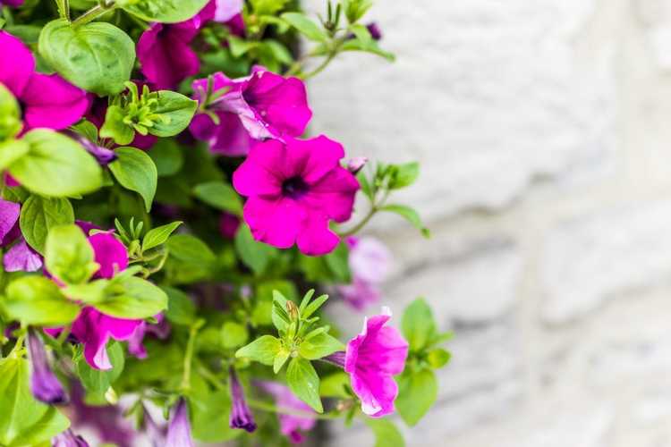 You are currently viewing Propagation des boutures de Calibrachoa – Apprenez à enraciner des boutures de Calibrachoa