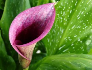 Lire la suite à propos de l’article Arrosage du lis calla : de quelle quantité d'eau les lis calla ont-ils besoin