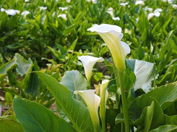 You are currently viewing Les bourgeons de Calla ne fleurissent pas – Raisons pour lesquelles les bourgeons de Calla Lily ne s'ouvrent pas