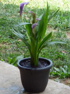 Lire la suite à propos de l’article Planter un lys calla dans un pot : entretien des lys calla cultivés en pot
