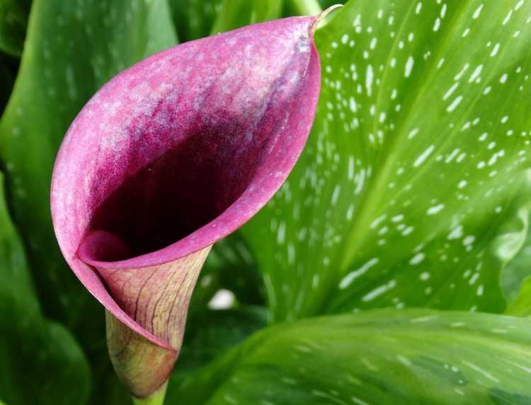 You are currently viewing Arrosage du lis calla : de quelle quantité d'eau les lis calla ont-ils besoin