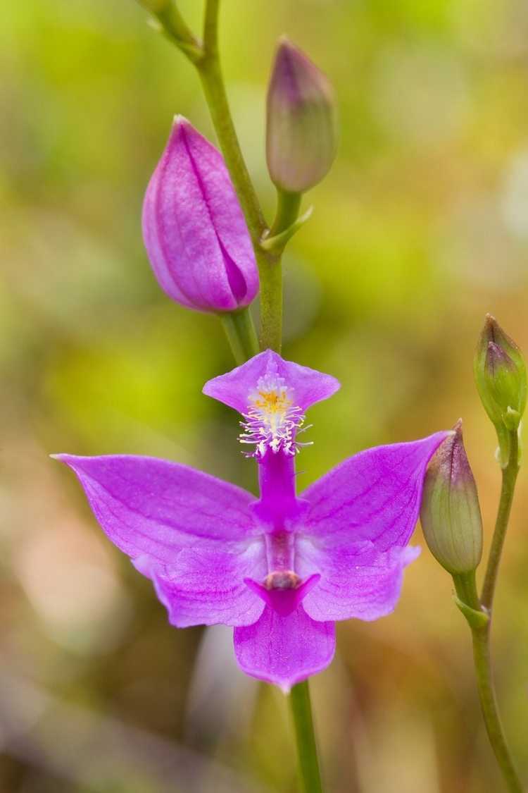 You are currently viewing Informations sur Calopogon – En savoir plus sur le soin des orchidées Calopogon dans les paysages