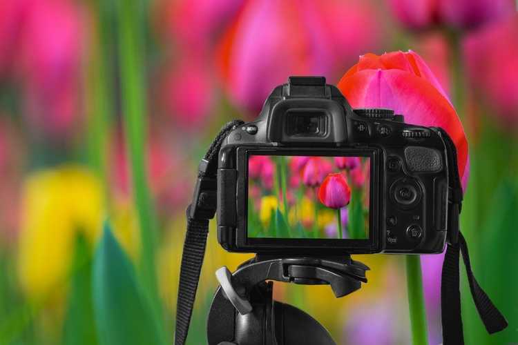 Lire la suite à propos de l’article Conseils pour les photos de fleurs : apprenez à prendre des photos de fleurs de votre jardin
