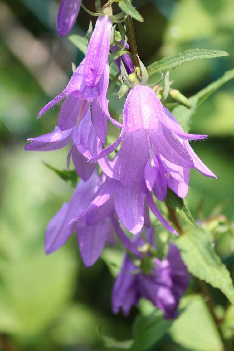 You are currently viewing Qu'est-ce que la campanule rampante : conseils pour éliminer la campanule rampante dans les jardins