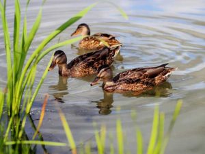 Lire la suite à propos de l’article Amener les canards à visiter les étangs – Comment attirer les canards dans votre jardin