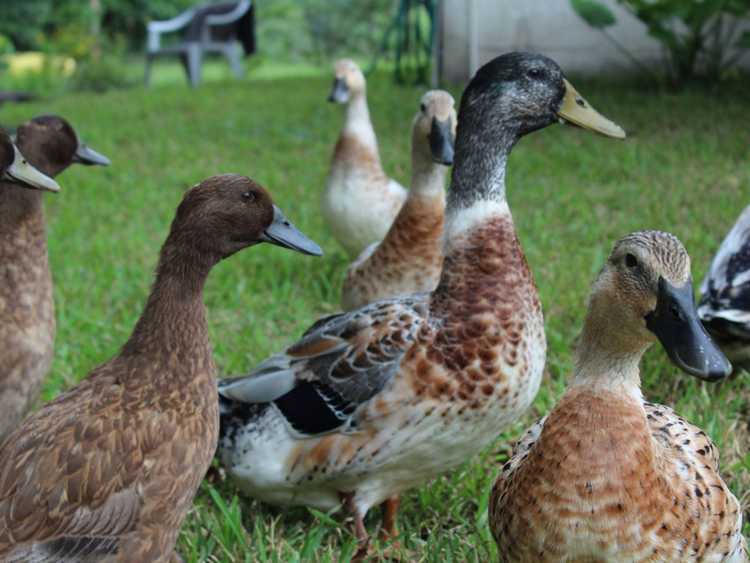 Lire la suite à propos de l’article Animaux pour une petite ferme : quels sont les bons animaux de ferme de loisir