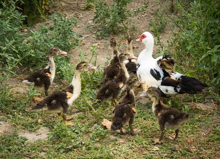 You are currently viewing Sécurité de l'habitat des canards – Quelles sont certaines plantes que les canards ne peuvent pas manger